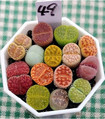 Amazon.co.jp: レア 多肉植物 リトープス 三面体 おばけ 9点 抜き苗